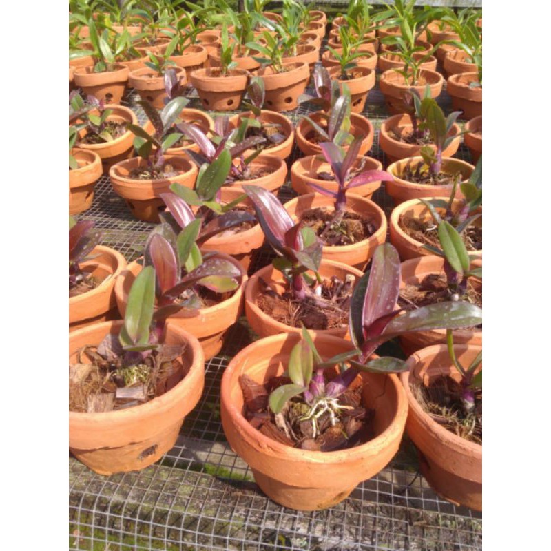 Anggrek Dendro Bulat Mangosteen Dewasa