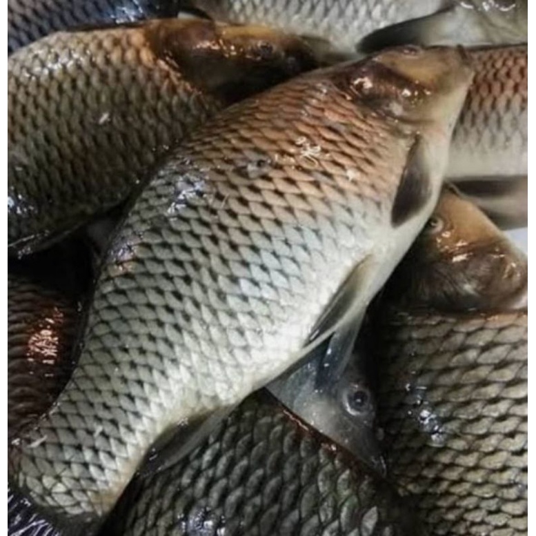 

ikan mas segar / 500 gr