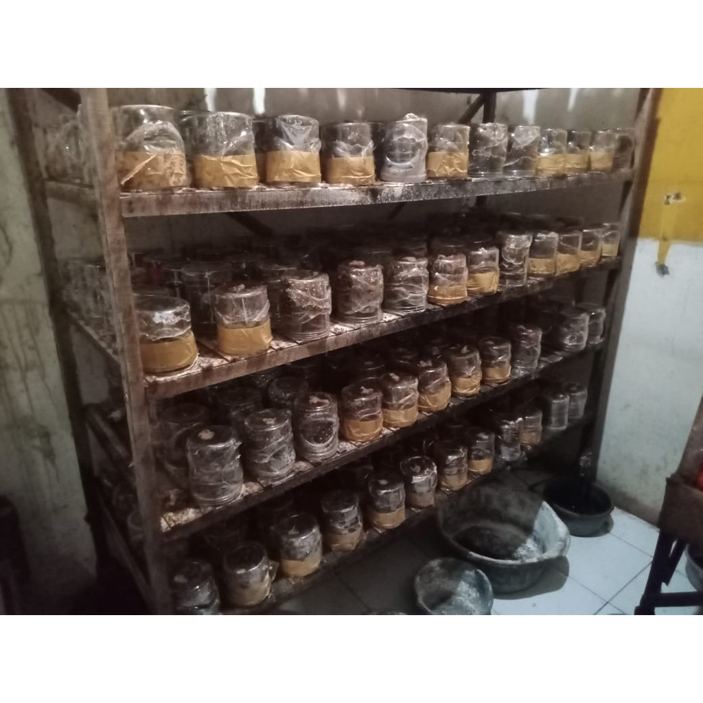 Bibit semut rang rang penghasil kroto super paket pemula10 toples bibit plus 1ekor ratu BERGARANSI