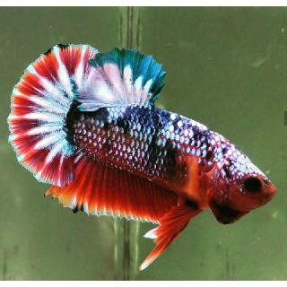 betta fish ikan cupang plakat fancy hellboy male | shopee