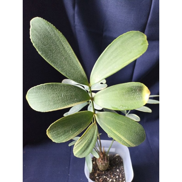 zamia furfuracea variegata