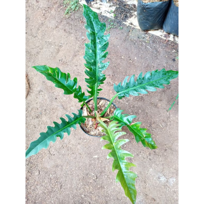 POHON PHILLO GERGAJI-tanaman phillo gergaji