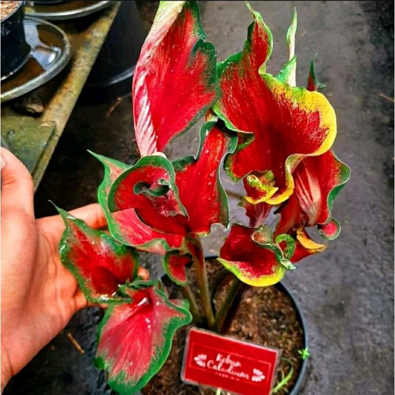 umbi caladium red Peacock original berkualitas