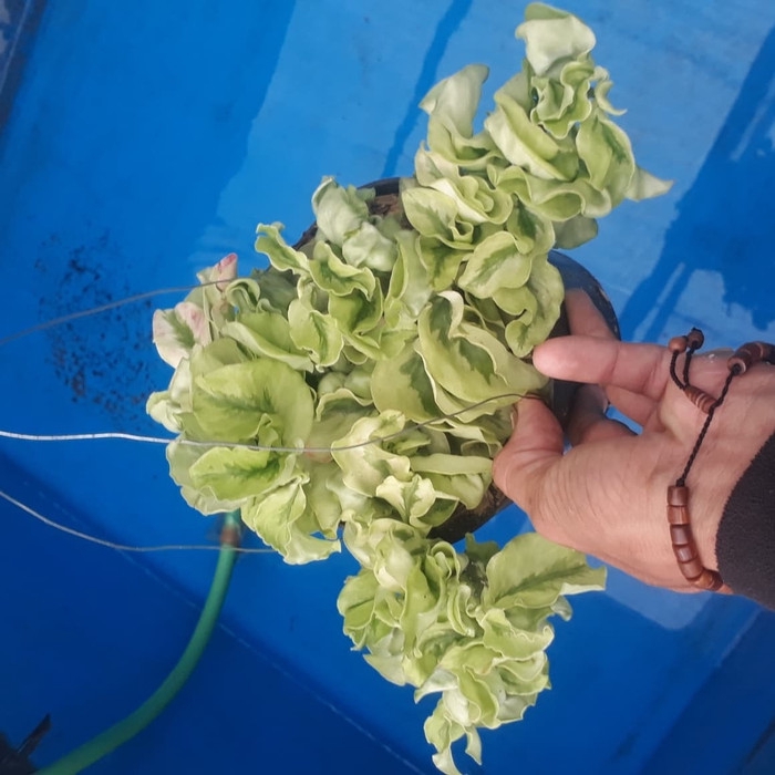 tanaman hias trikantil - patah tulang - tanaman gantung