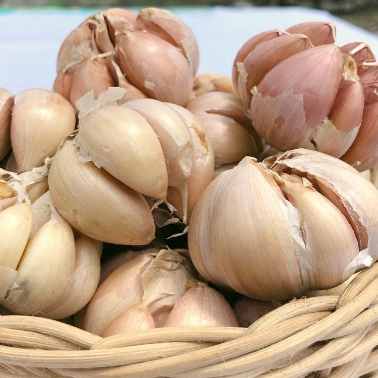 

Bawang Putih Biasa Fresh Bersih / Pilihan | Besar | Kecilan | Pocelan/Lepasan 1 Kg