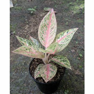 Aglaonema Super RED LEGACY / RED LEGASI