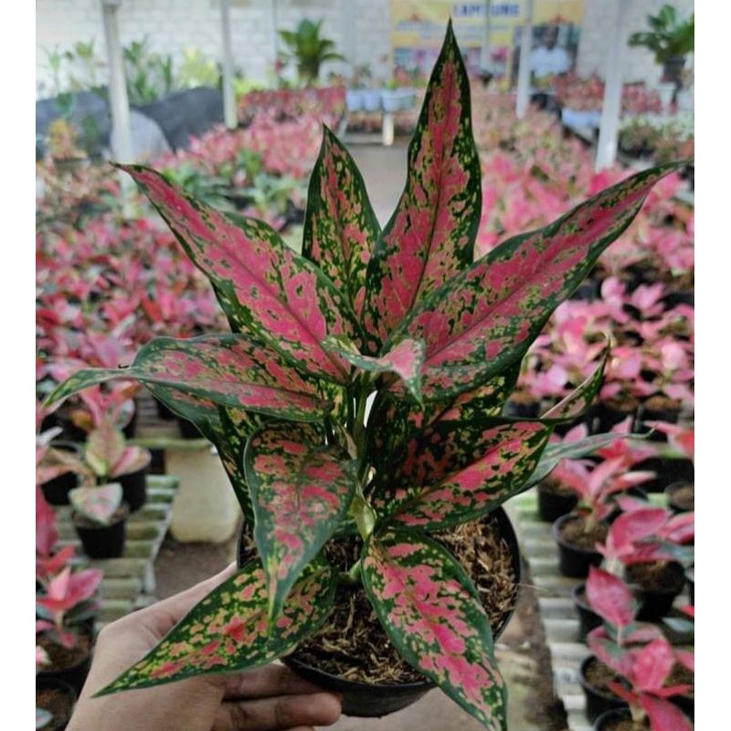 BUNGA AGLONEMA RUBY GARUDA BATIK