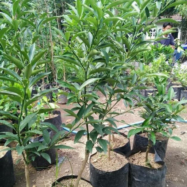 Bibit Jeruk Nagami Pohon Jeruk Nagami Bibit Buah Jeruk Nagami Pohon Buah Jeruk Nagami