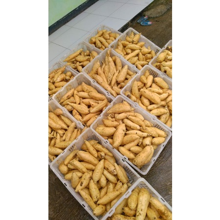 

UBI CILEMBU MENTAH ASLI 500GR (COD/BAYAR DITEMPAT), DIKIRIM MENGGUNAKAN PLASTIK SEAL