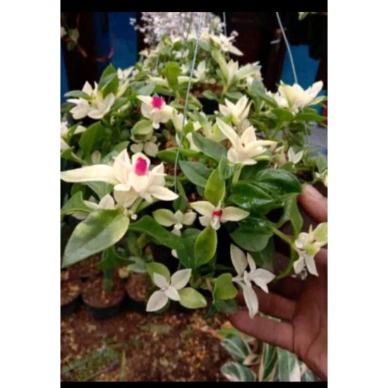 TANAMAN HIAS GANTUNG HERBRAS