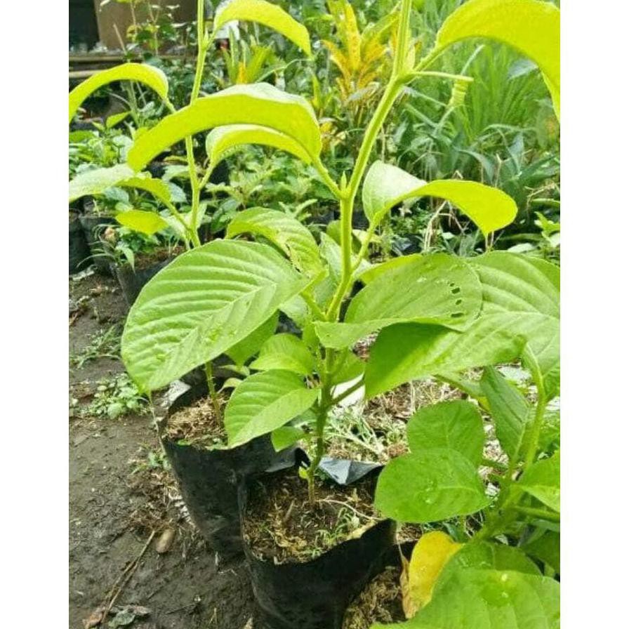 Bibit Pohon Buah Erbis Markisa Jumbo Tanaman Buah Rambat Bkk