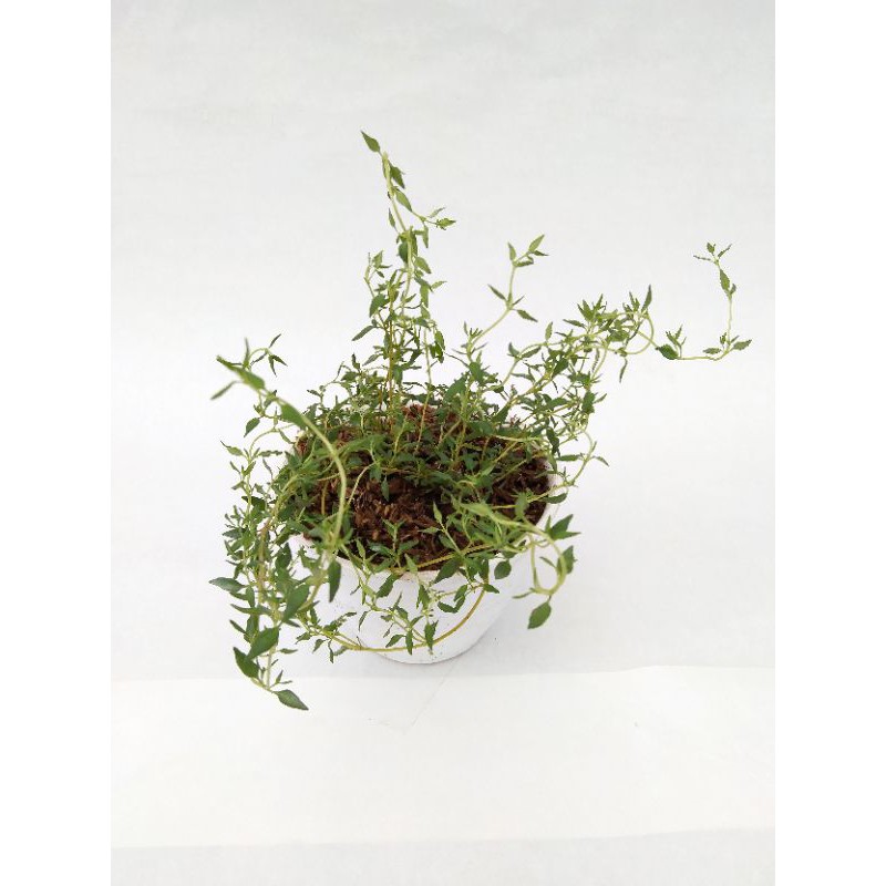 

Thyme / Timi / thymus vulgaris bahan bumbu masak