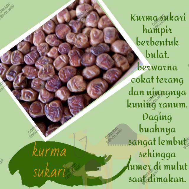 Kurma Sukari Indonesia