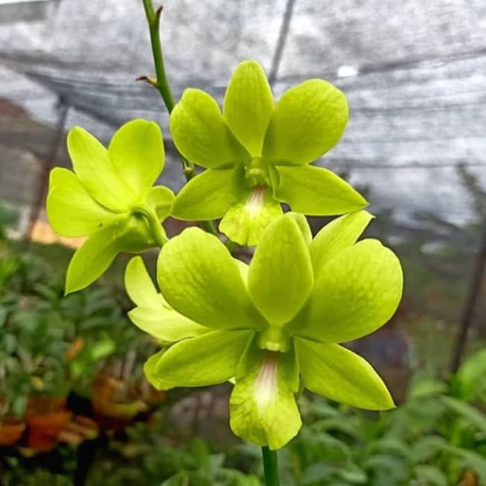 Anggrek Dendrobium Bunga Hijau / Anggrek Dendro / Anggrek