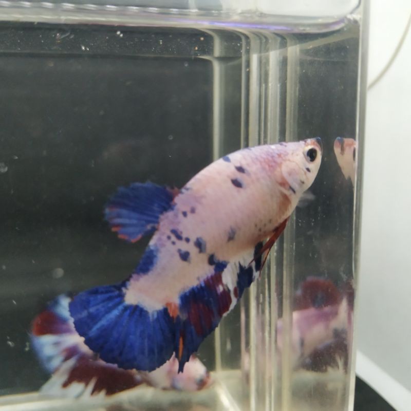 Ikan Cupang Plakat Nemo Candy Female/Betina