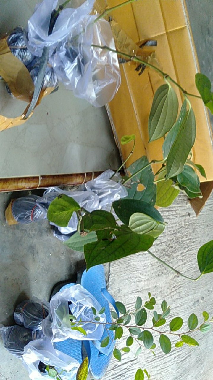 Bidara Arab Sidr #2 Pcs#