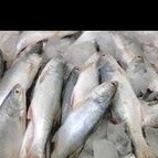 

IKAN SENAGIN/500 GRAM