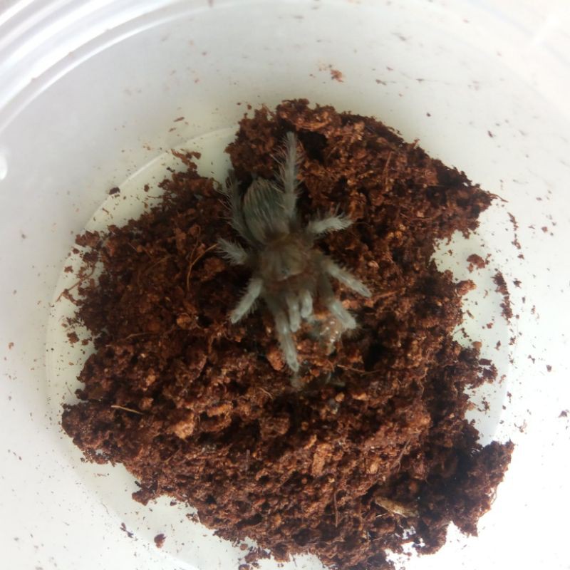 Kartu Mainan Tliltocatl Albopilosum