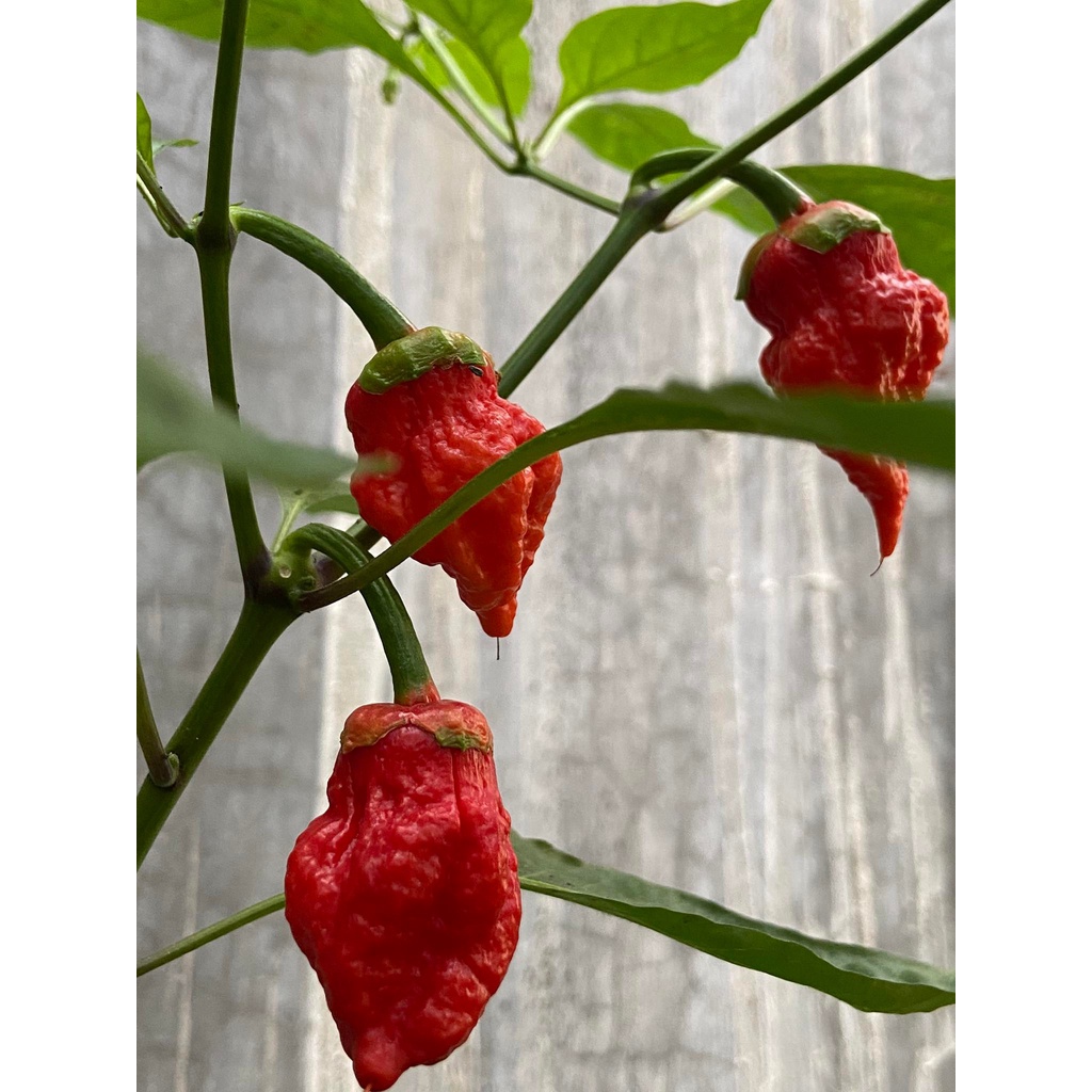 Benih Bibit Biji - Cabai 7 Mamp Bubblegum BBG Red Cabe Super Pedas Pepper Seeds