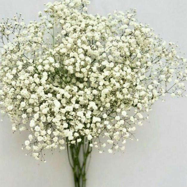 ➪ Baby Breath Asli Fresh Perbungkus Impor / Bunga Gypsophila Fresh ❋