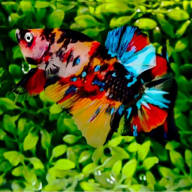 IKAN CUPANG HIAS SETINGAN INDUKAN TOP GRADE NEMO MULTI COLOUR GALAXY TERMURAH FREE KETAPANG 40K