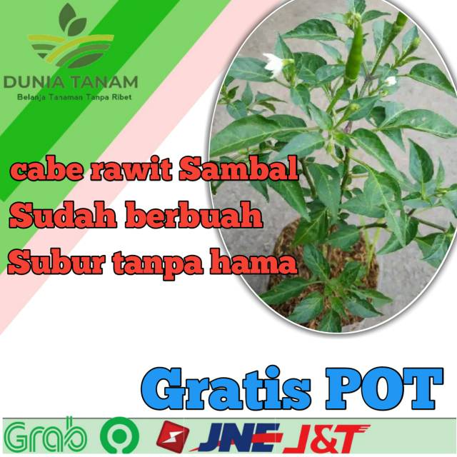 Tanaman hias Bibit pohon cabe | bunga / benih tanaman ...