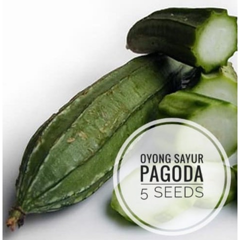 Oyong Sayur Lokal Pagoda 5 Biji (Benih Bibit Biji Tanaman Sayur Sayuran)