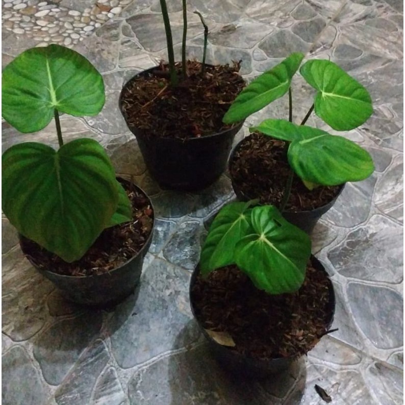 tanaman hias philodendron mcdowell