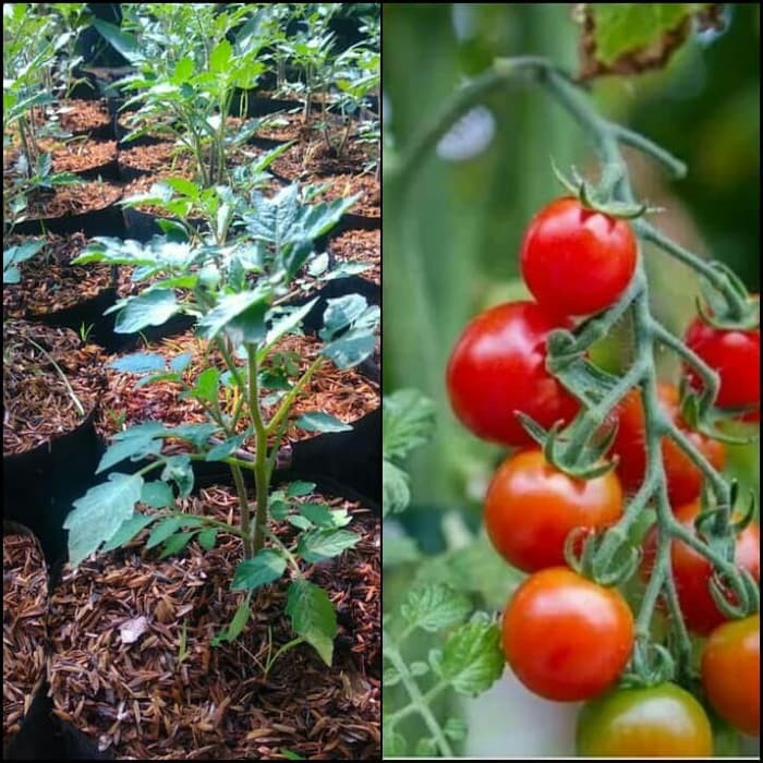 bibit Tomat Cherry / Bibit Tomat