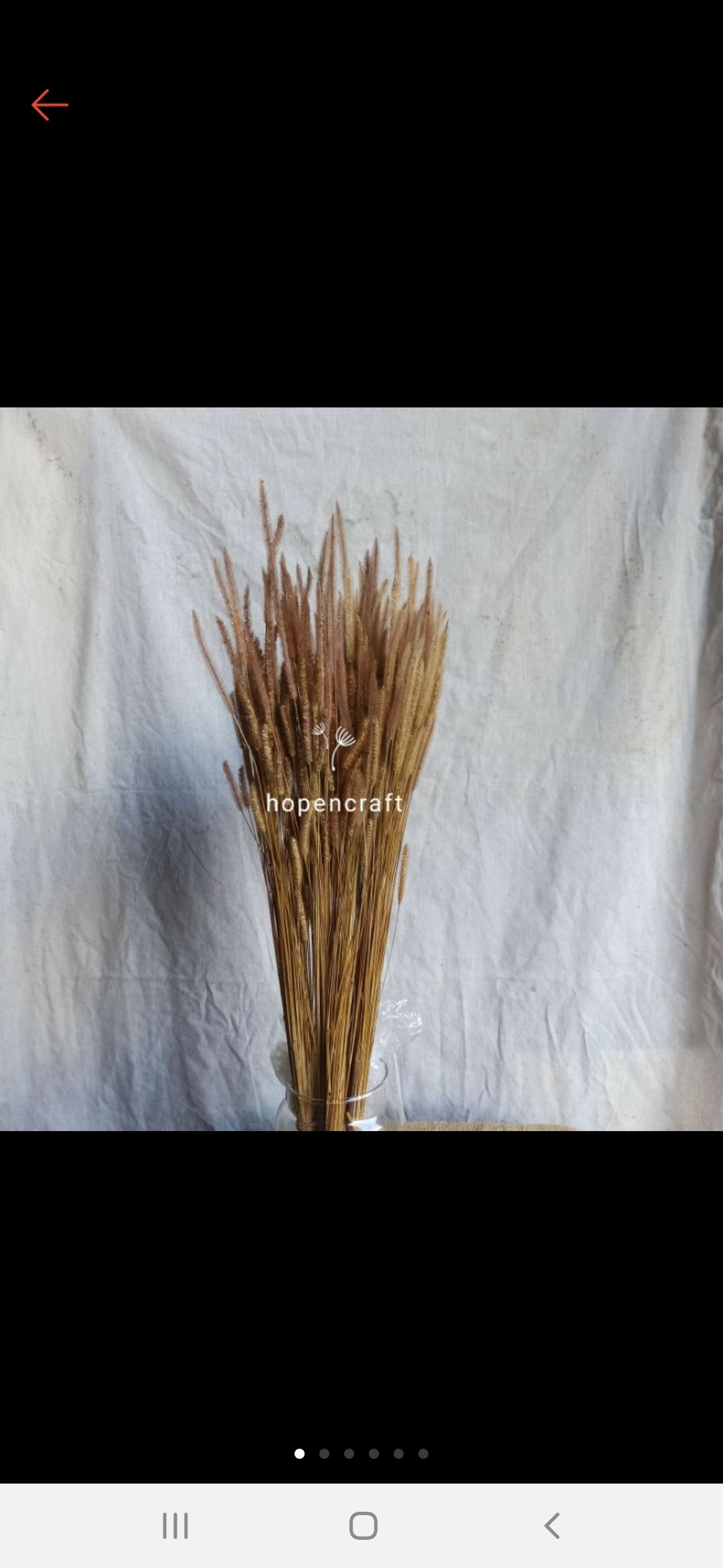 [15 Pcs] Oson-oson Kering | Dried Oson-oson