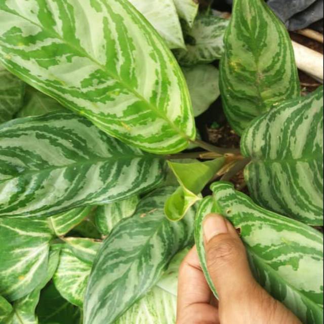 Aglaonema crispum sri rezeki