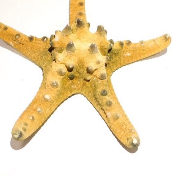

TERLARIS Bintang laut jendral besar kering asli natural ,,,