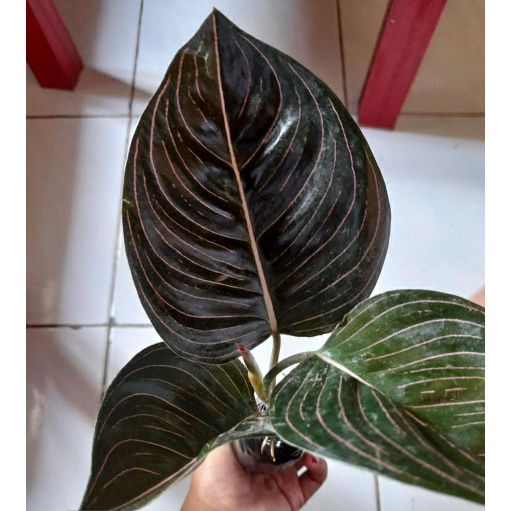 tanaman hias rotundum Aceh Dewasa 2-3 daun / promo rotundum Aceh/ rotundum murah / aglonema rotundum