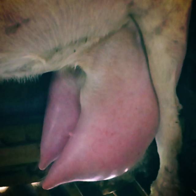 

Susu kambing