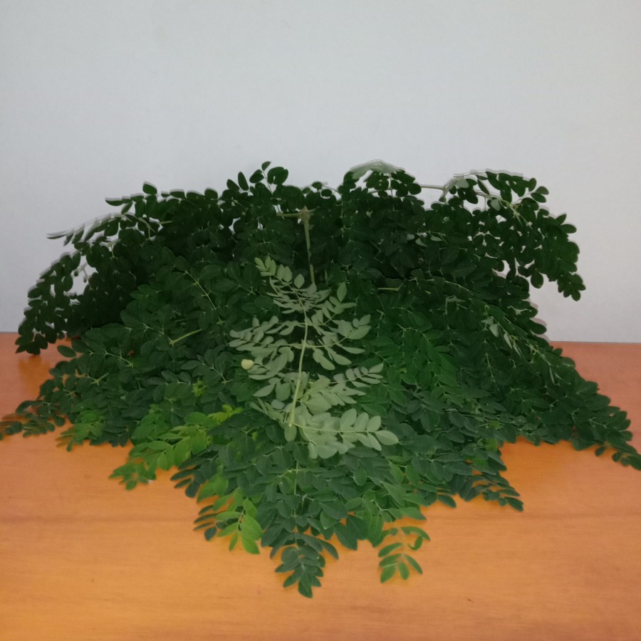 

Daun kelor segar 500 gram Moringae Folium , bisa buat herbal, sayuran, bikin teh, aneka masakan,dll