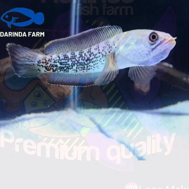 hxdn-74 Ikan channa stewarti 10-12 cm kualitas induk full dot mantap. 682WHF