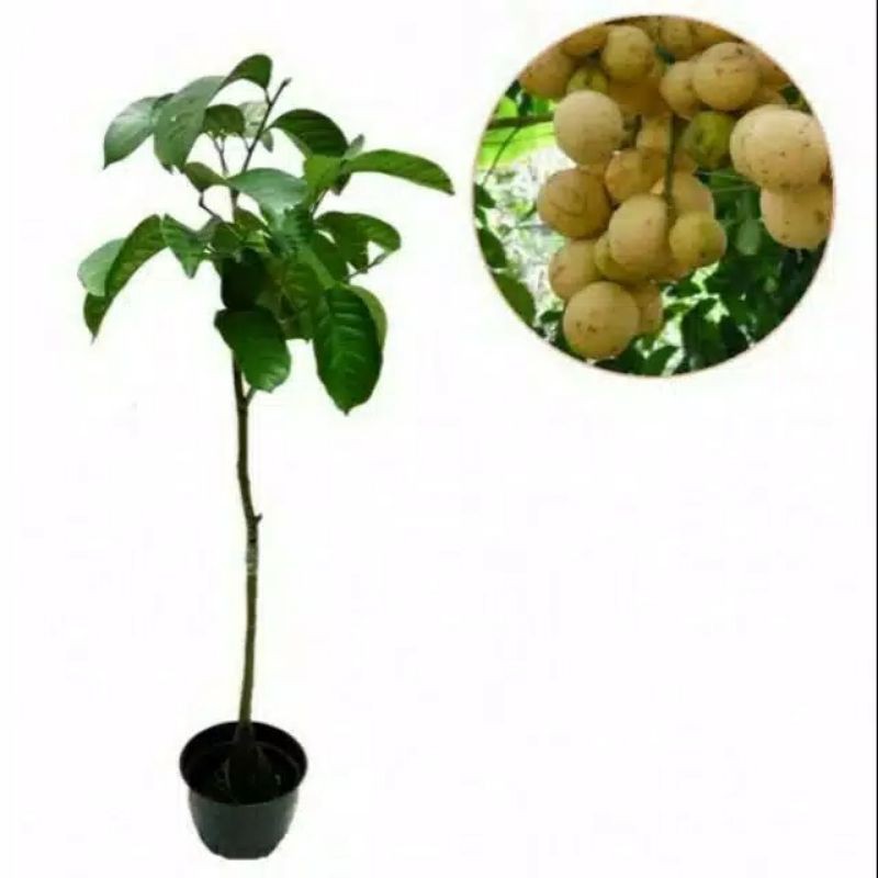 tanaman buah duku tanpa biji