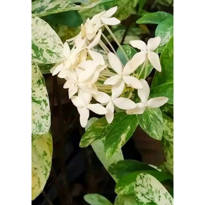 TANAMAN HIAS ASOKA VARIEGATA