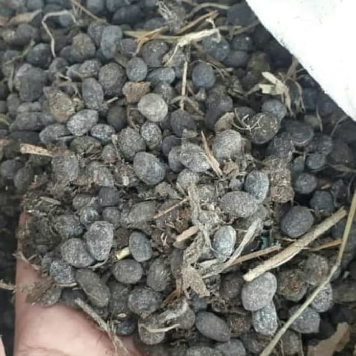 Pupuk kandang kambing - kohe kambing murni 100%