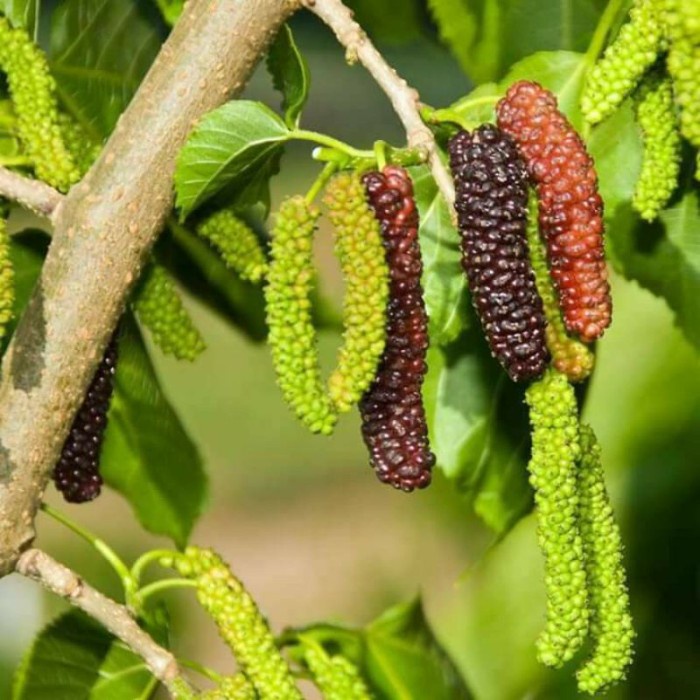 TERPERCAYA bibit buah long murbei_tanaman pohon buah murbei panjang KWALITAS SUPEERR