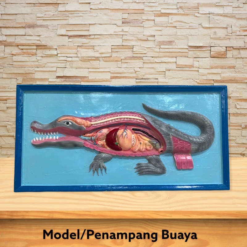 

Alat peraga replika Model Penampang Buaya - Alat Peraga IPA Biologi [100% Original Product]