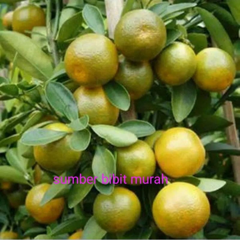 

bibit jeruk siem madu super manis