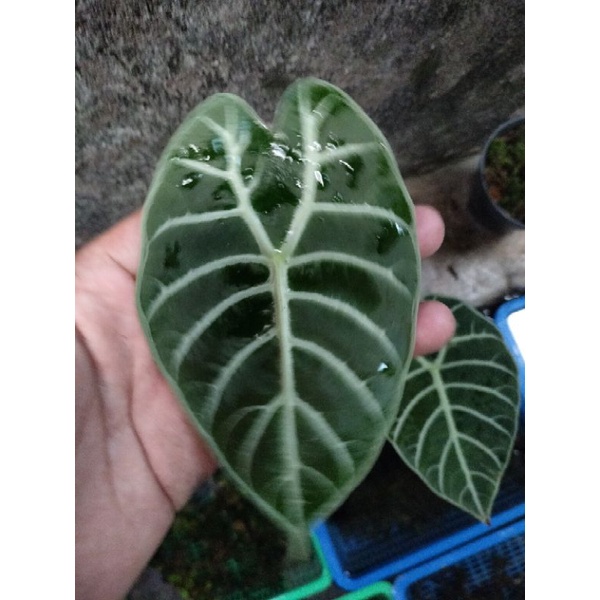 Alocasia watsonia