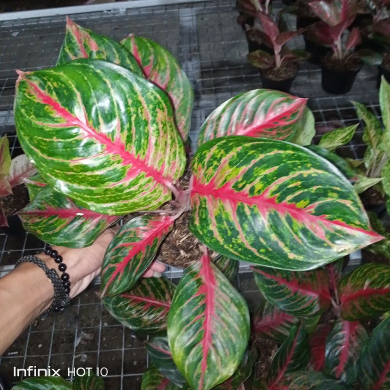Aglaonema Red Borju | Red Borju | Lokal
