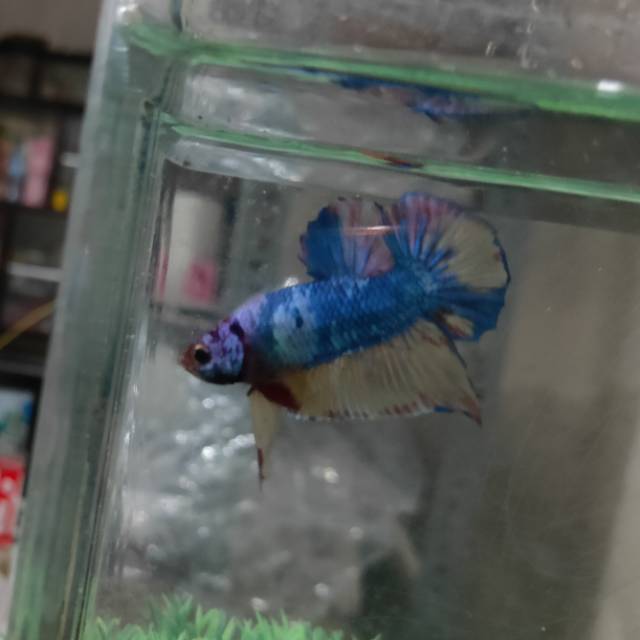 Ikan Hias Cupang Plakat Candy Rainbow Jantan