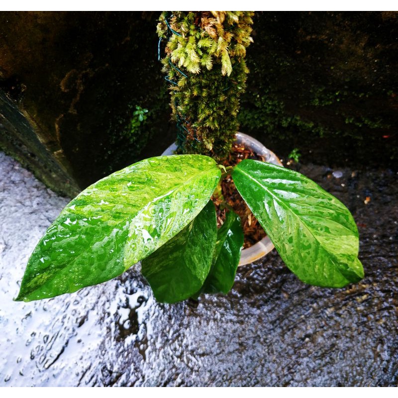 Rhaphidophora Puberula variegata