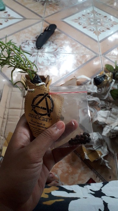 Tanaman Hias Paperomia Caperata Hijau