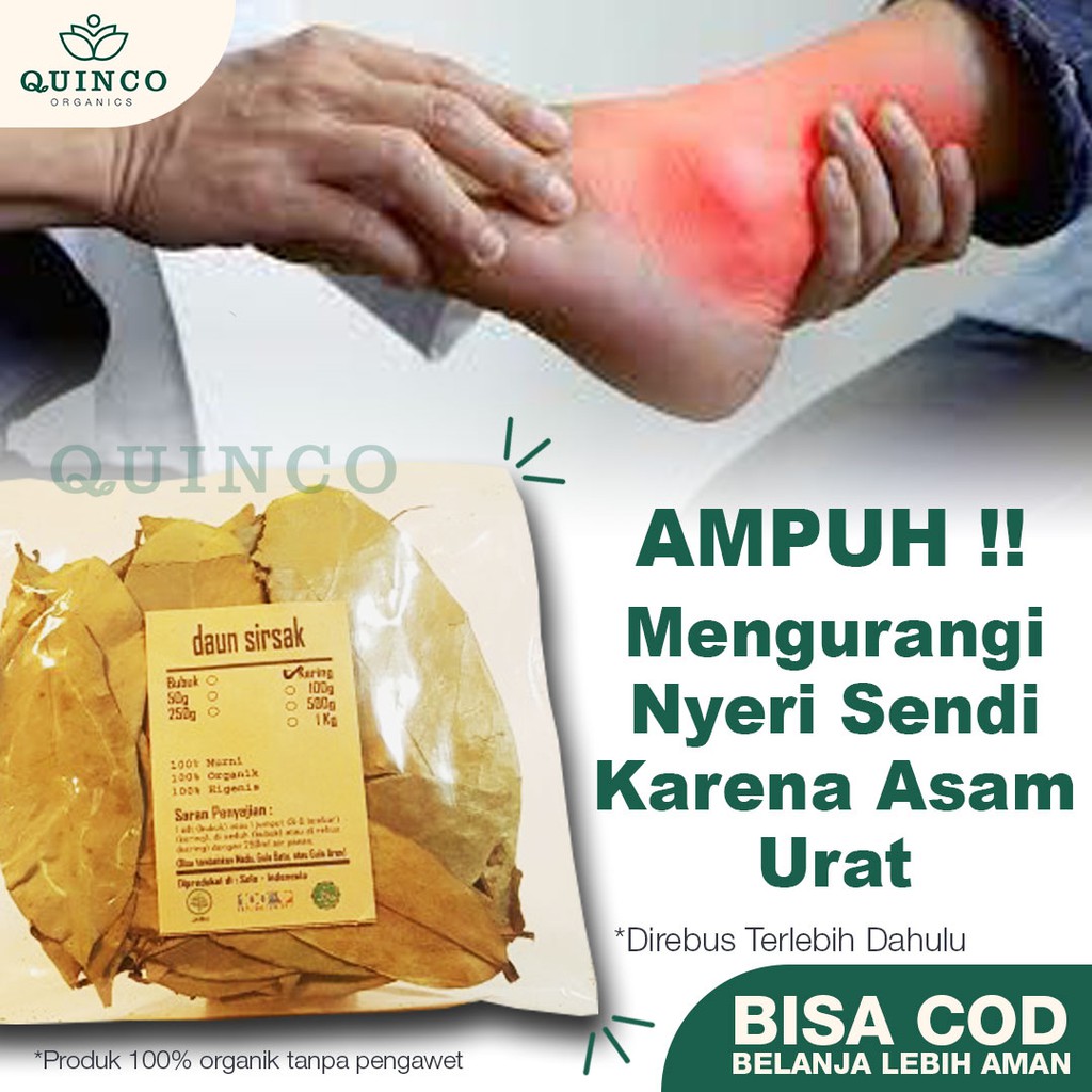 

JSR Tanaman rempah obat jamu teh herbal asam urat diabetes R61 DAUN SIRSAK kering ORGANIK MURNI 100g