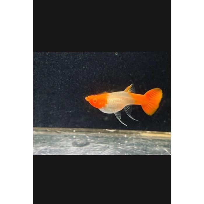 ikan hias aquascape Guppy SS koi 2 pasang ( 4 ekor jantan dan betina