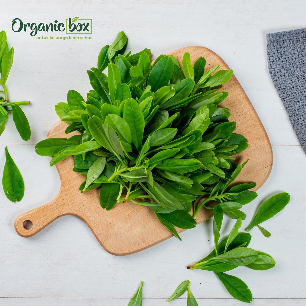 

Daun Gingseng Organik 250gr